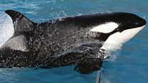 米有名テーマパーク「シーワールド」がシャチのショー廃止 「動物虐待」非難受け