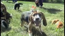 体外受精で犬繁殖に成功 世界初