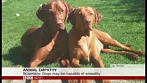 犬に「共感力」? 専門家に聞く
