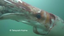 Giant squid swims into Japan harbour