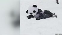 人気パンダに挑戦 米東海岸の大雪で