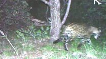 US jaguar filmed on camera