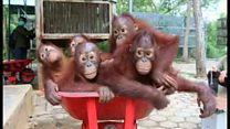 オランウータンの「森の学校」