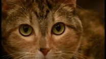 猫のための音楽 「聴衆」の反応は?