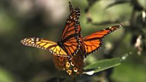 5000キロ移動して越冬する蝶 個体数増を確認