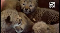チータの赤ちゃん 犬がお母さん代わり