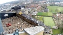 Incubation starts for peregrine eggs