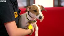 飼い犬へのチップ埋め込み 英国で義務化