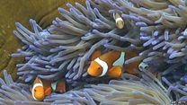 サンゴの「白化」とは? 気候変動も影響
