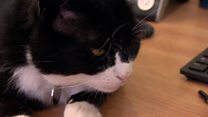 Palmerston's purr-fect promotion to Whitehall role