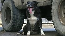 The mystery of this sheepdog's trip home