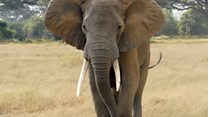 The war on elephants