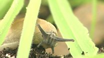 The slugs are coming