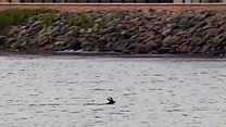 Deer filmed swimming in Inverness river