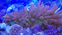A glow in the dark animal?