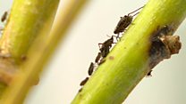 Searching for aphid answers