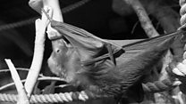 Audio boost for counting bats