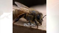 Akamaro k'inzuki mu burumyi