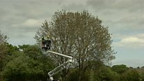 Tricking a tree to give up its seeds