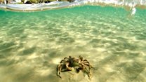 This crab is not alone. It has an army.
