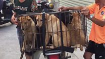 Is it okay to eat dogs?