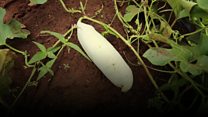 Can snake tomato ease Nigeria shortages?