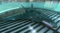 Animación de avión que crece en laboratorio