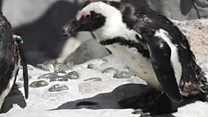 An injured penguin and a self-drive bus (not related)