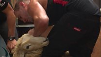 How to shear a sheep in 44 seconds