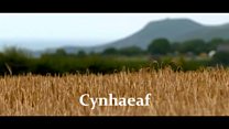 Cynhaeaf