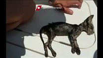 Спасатели сделали искусственное дыхание котенку