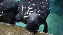 Manatees travel 19,600km to new home in the Caribbean
