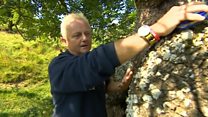 Do you know your ash from your oak?