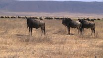 Utalii: Wadau walalamikia kuongezwa kwa ushuru Tanzania