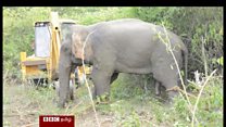 இலங்கை மட்டக்களப்பில் ஒரு வாரங்களுக்கு பிறகு பிடிக்கப்பட்ட காட்டு யானை