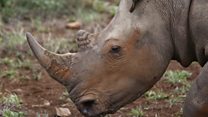 Le rhinocéros de Dimbokro