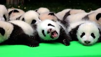 How many baby pandas can you count?