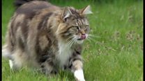 ペットのネコ 家から出してはダメ?