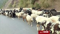 سال بھر مسلسل سفر کرنے والے خانہ بدوش