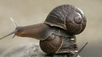 Find Jeremy the 'lefty' snail a mate