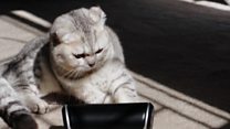 آلبوم موسیقی برای گربه از پرطرفدارترین آلبومهای روز