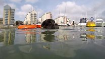 Le chien, meilleur sauveur de l'homme