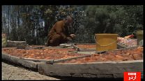 خوبانی شمالی علاقہ جات کا پھل اور مقبول میوہ