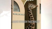 Umubare w'inyamaswa waragabanutse