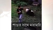 পান্ডা আর মানুষের লড়াই চিড়িয়াখানায়