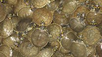 Aprende inglés: Liberan a miles de tortugas Taricaya en Perú para salvar a la especie