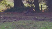 Deer's antlers caught in electric fence