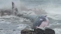 How to save a beached whale