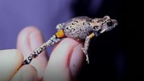 'Flasher' frog found in Australia