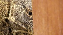 Komodo dragon in bathroom alert!